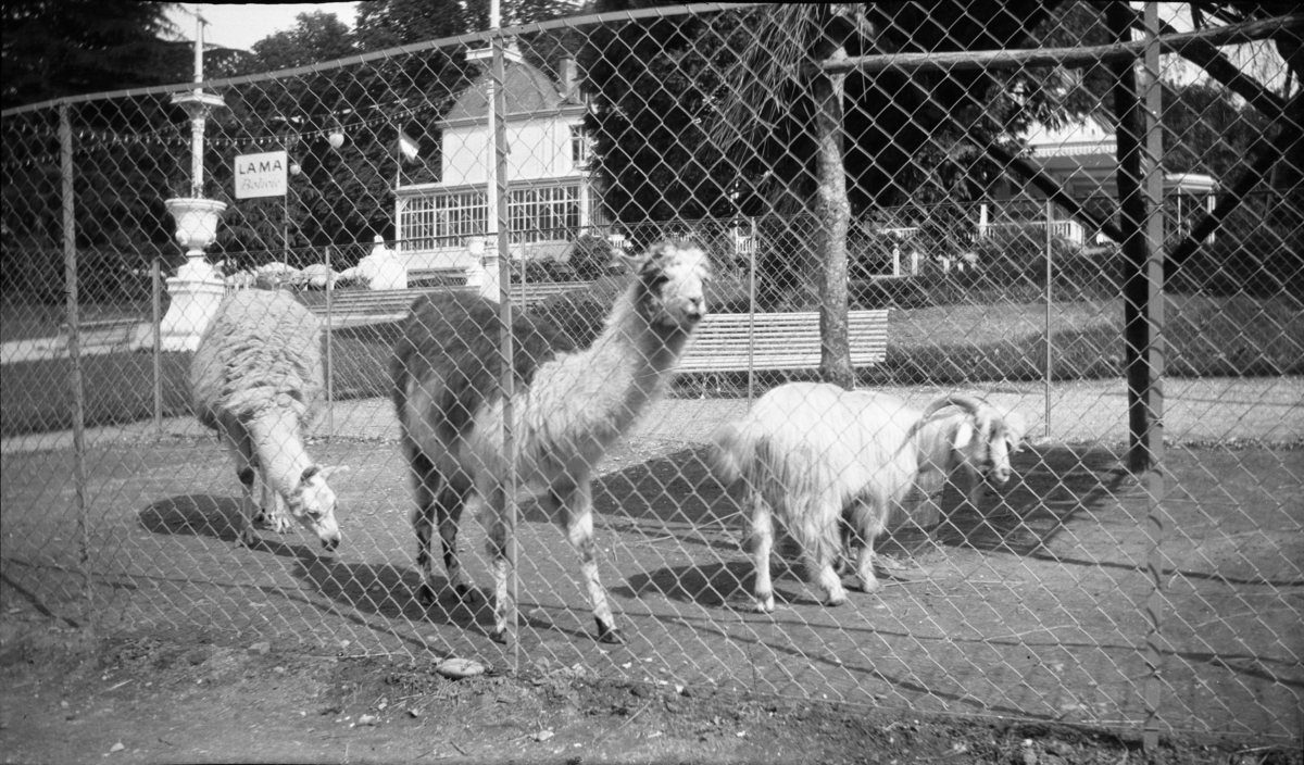 Fotoarkivet etter Gunnar Knudsen. Ferie. På besøk i en dyrepark. Her er det to lamaer og en geit som er motivet.