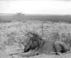 Skutt løve oppstilt for å se ut som levende.