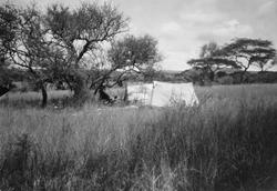 Fra en jakt- og fotosafari til Serengetti og Masai Mara områ