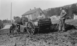 Spredning av møkk med hest og kjerre. To menn og en kvinne m