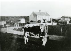 Rørvik, ku på beite ved den gamle "telegrafen"