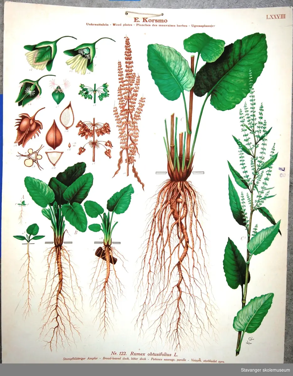 Produksjon av planter: Veisyre, storbladet syre.