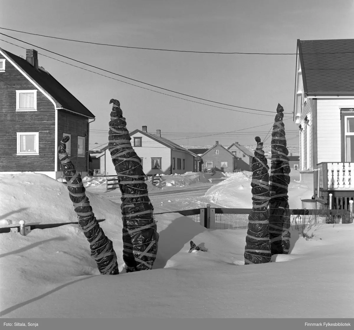 På tunet til Kåre Roald Nilsen i Salttjern sårbare vekstene er pakket inn mot den harde vinteren. Tidspunktet er mars i 2002.
