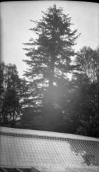 Hageanlegg, drivhus i forgrunnen. Holden hovedgård.