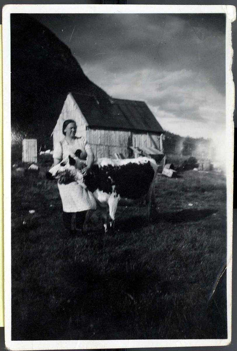 Olea Marie Olufsen med kua som var med på flytting fra Blokken til Eudsbukta.