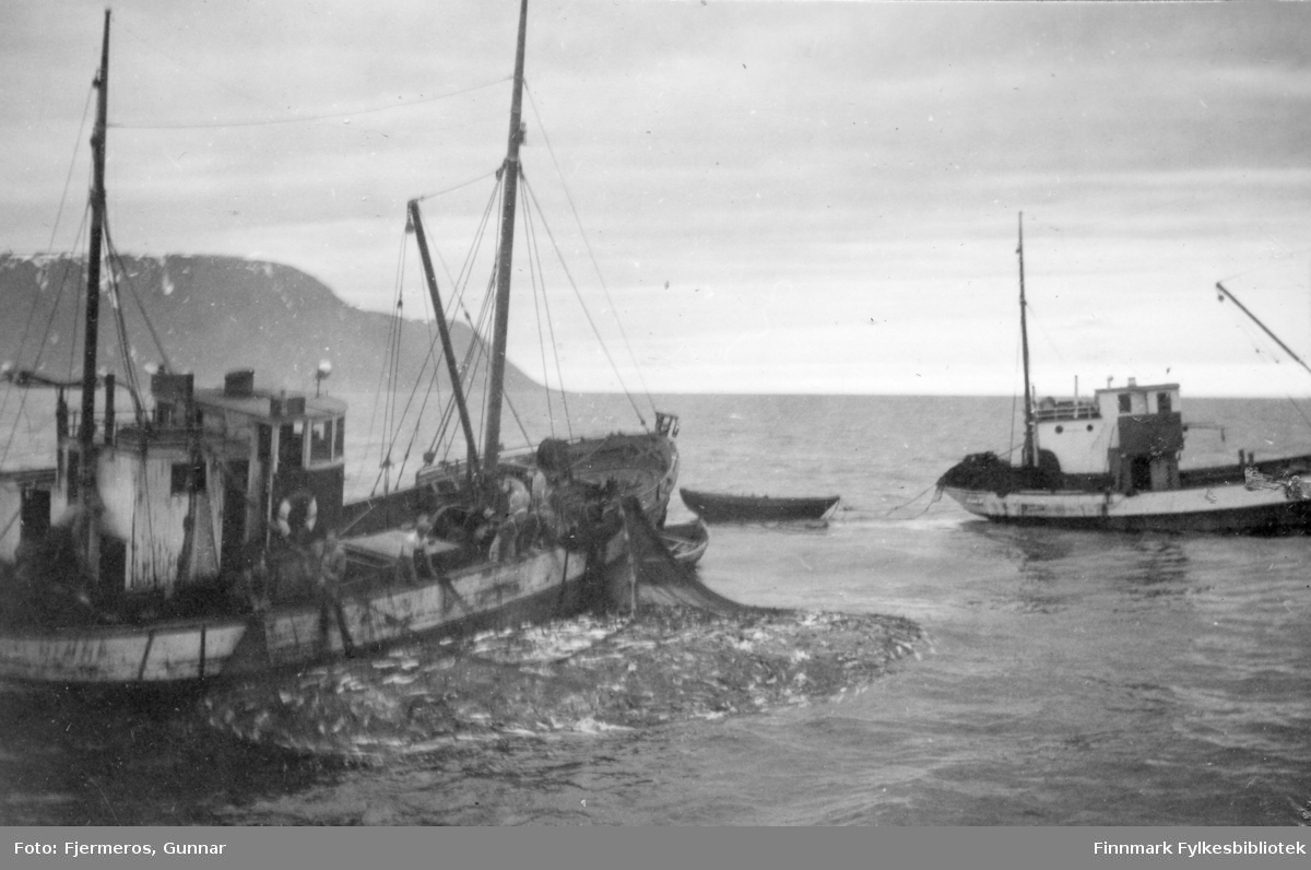 En fiskeskøyte med nota full av sei. Flere menn står på dekk og haler nota mens en annen skøyte passerer foran baugen. Personer og båt er ukjent, men bildet er tatt øst for Nordkapp våren 1948.
