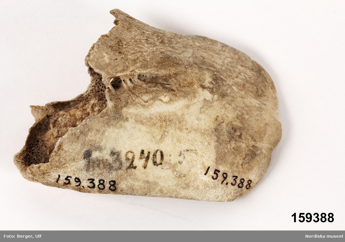 Huvudliggaren;
"Bit av skalle, tillhört kapten Elins trolltyg"
Se även 159.384-159.389

Ett fragment av en skalle som påståtts vara av människoben. Vid en osteologisk undersökning har det dock visat sig vara ben av nötboskap.