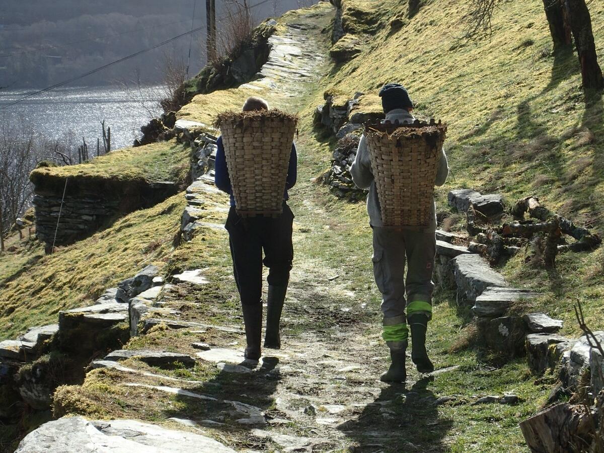 two men carrying a traditional "kipe" filled with maneure from sheep