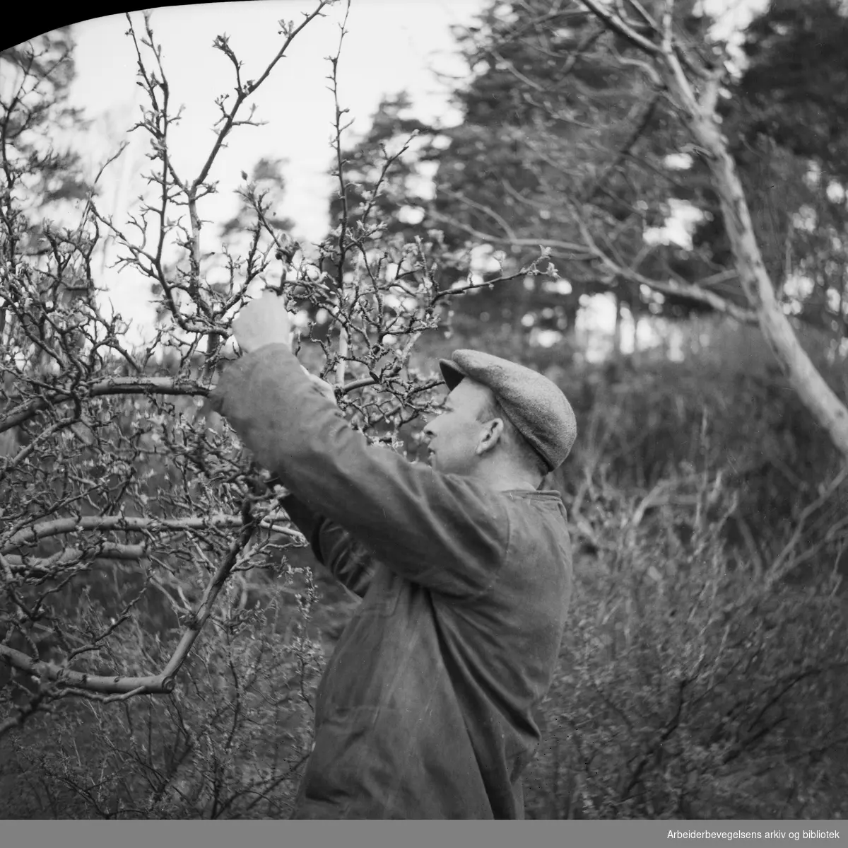 Gartner. Klipping av frukttrær. Mars 1949. Antatt Oslo. Ingen andre oppl.