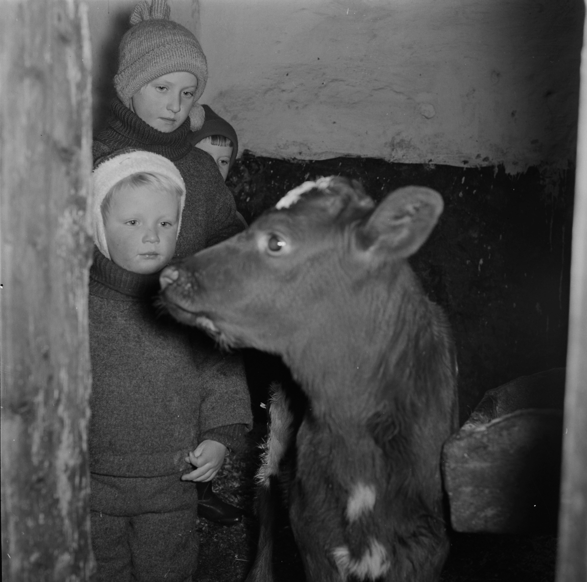 Barna hjelper til med stell av ku og kalv i fjøset.  Sørum gård 1967.