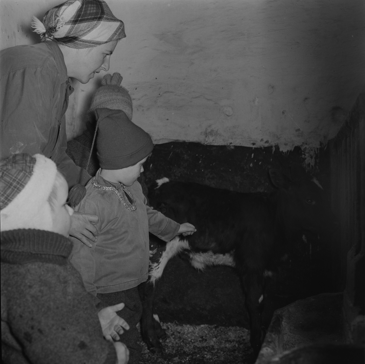 Barna klapper kalven i fjøset.  Sørum gård 1967.