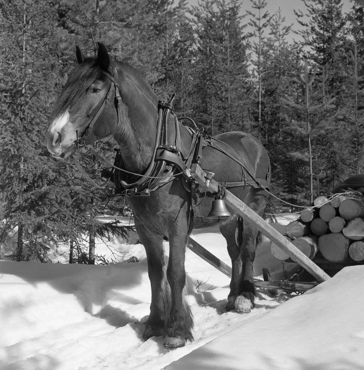 Jørgen Larsens skogshest, «Blessen», fotografert under kjøring i Stavåsen i Elverum vinteren 1971.  Hesten er fotografert skrått forfra på et tidspunkt da den sto stille på den opptråkkete kjørevegen i det snødekte landskapet.  Den har arbeidssele og er forspent en tømmerrustning (bukk og geit), hvor det lå noen få, ubarkete granstokker da dette fotografiet ble tatt.  Det var seletøyet som gjorde det mulig å trekke, bremse og rygge med hesten.  Dette er en bogtresele med ei stoppet ringpute, som er tredd over hodet på hesten slik at den ligger an mot nakken og bringen på trekkdyret. Derfra går det kraftige drotter (draglær) til orringen, som er plassert i krysningspunktet mellom bukgjorden, bærereimene fra høvret og bakselen.  Bakselen, som ble ført horisontalt fra orringene bakover sidene og rundt øvre del av lårene, var nødvendig for at hesten skulle kunne «holde igjen» lassene i utforbakker. Hesten ble styrt ved hjelp av tømmer, som er forankret i et munnbitt. Tømmene ble ført gjennom ringene på høvret, og de var så lange at kjørekaren kunne betjene dem fra en posisjon på tømmerlasset. Han er ikke med på dette bildet. Her ble tømmeret transportert på rustning, et todelt framkjøringsredskap, der den fremre sleden ble kalt bukk og den bakre geit. Bukken hadde en dreibar bank, som tømmeret ble lagt på. Dette bidro til at sleden ble fleksibel på svingete og staupete hesteveger i skogsterrenget. Den noe kraftigere geita, som hadde sidemeier, ser vi ikke på dette fotografiet.