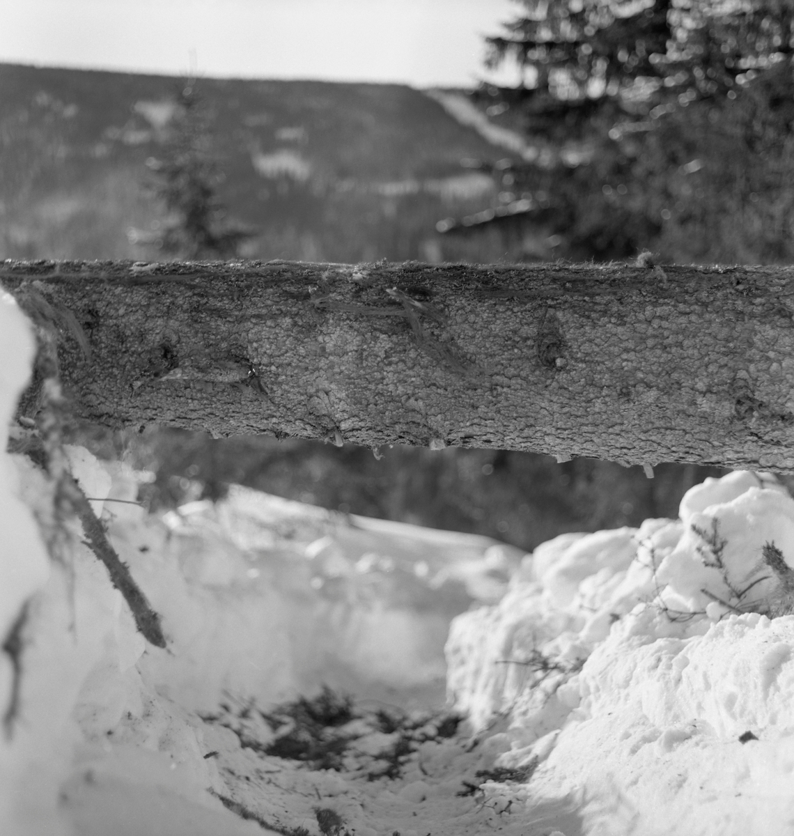 Ubarket granstokk, fotografert liggende på tvers av en hesteveg i snødekt terreng der det skulle foregå hankekjøring nedover i bratt li i Bødalen i Vestre Gausdal.  Denne grove og tunge stokken var trulig felt på tvers av kjørevegen, og måtte flyttes, både av hensyn til framkommeligheten og med henblikk på at den etter hvert skulle transporteres ut av skogen.  Fotografiet er tatt i samband med at Norsk Skogbruksmuseum i mars 1967 fikk gjort opptak til en kulturhistorisk film om hankekjøringstradisjonene i denne bygda.  På filmen kan vi se hvordan to skogsarbeidere løfter den ene enden av stokken, slik at den blir liggende parallelt med hestevegen og etter hvert kan rulles ned i vegløpet, der den «slås inn» i hankekjøringsvendinga ved hjelp av baklekkjer som tres gjennom forankres i foranliggende stokk ved hjelp av pjekser.  Fotografiet tyder på at skogsarbeiderne har måkt kjørevegen med spader før de kunne starte kjøringa.  I bakgrunnen skimter vi dalføret med bratte, skogkledde lier. 