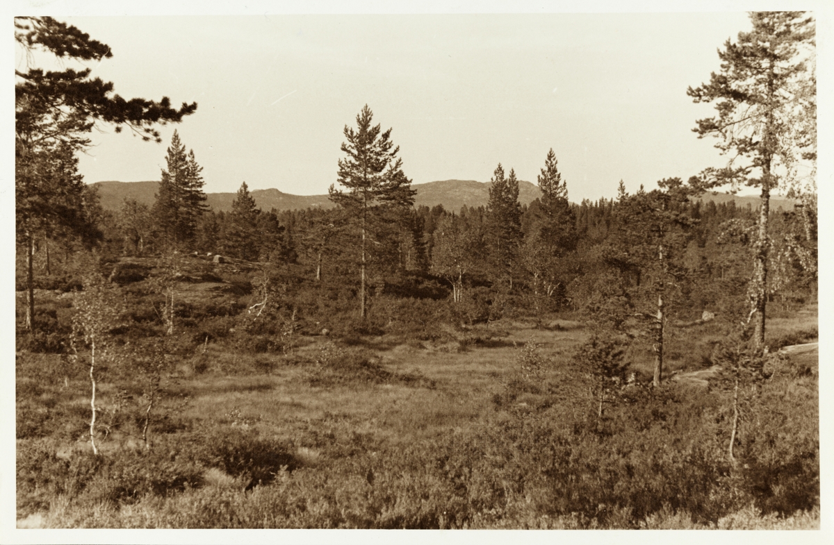Kommunal skog i Drangedal, Telemark. Fotografert 1941.