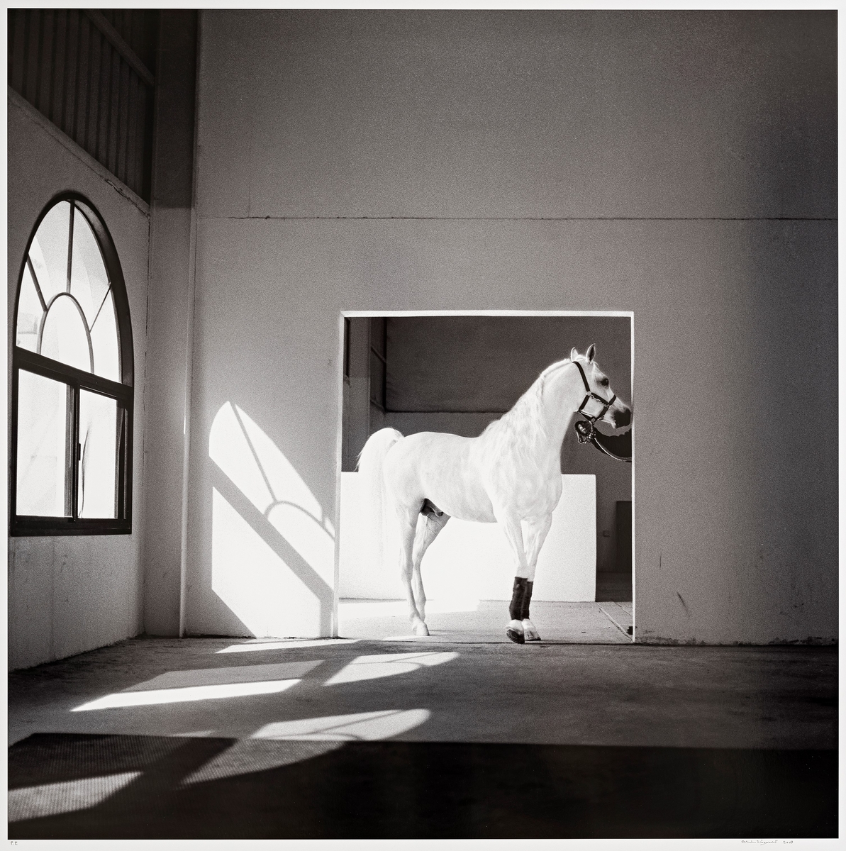 Hest møter lyset, Quatar [Fotografi]