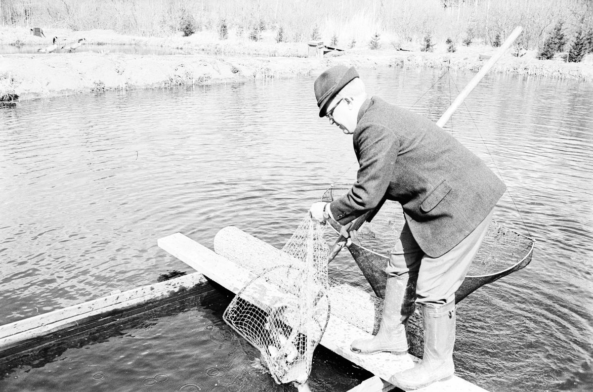 Premiärfiske i Harviksdammen, Uppland 1973