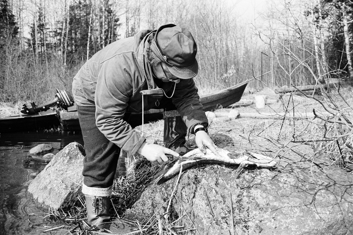Provfiske på harr i Bredforsen, Uppland 1973