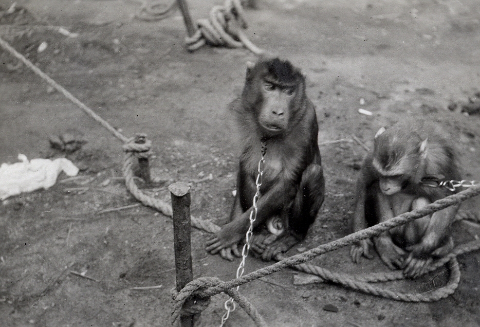Några apor sitter fastkedjade.
Text under fotot:"Cirkus i sta´n".