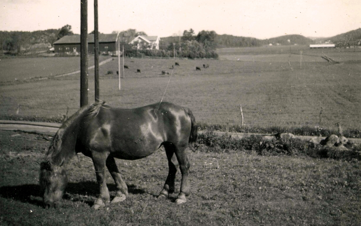 Arbetshästen Docka betar på en äng i Kållered år 1953. I förgrunden ses vägen som går till Tollered och Heljered. I fonden till vänster ses Svinfarmen - Kållereds brädgård vid nuvarande Bangårdsvägen. Till höger ses Ekans gård, Ekan 1:1.