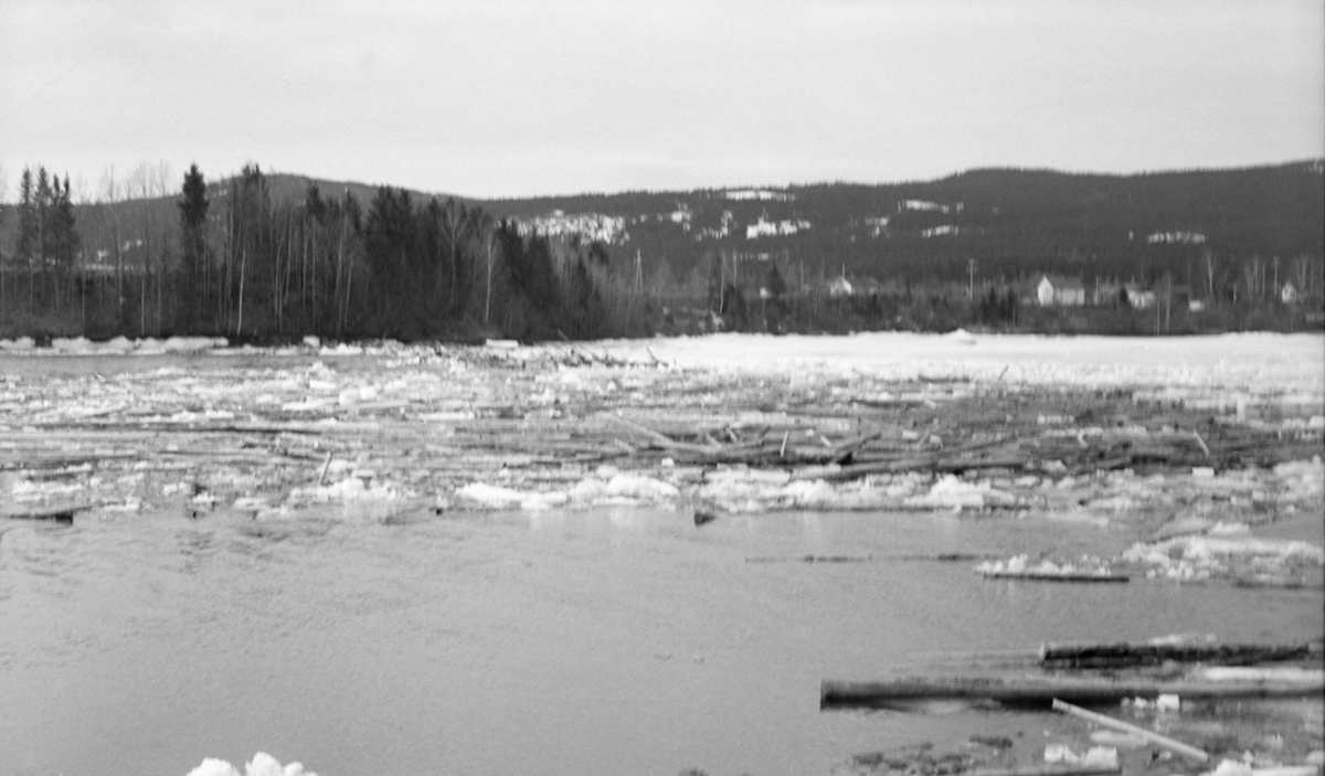 Tømmer mot is etter isgang. Fulufjorden i Glomma. Kongsvinger, Hedmark. Fulufjorden er en «utposning» i Glommas elveløp, cirka 6 kilometer vest for Kongsvinger, der elva dreier nordvestover.