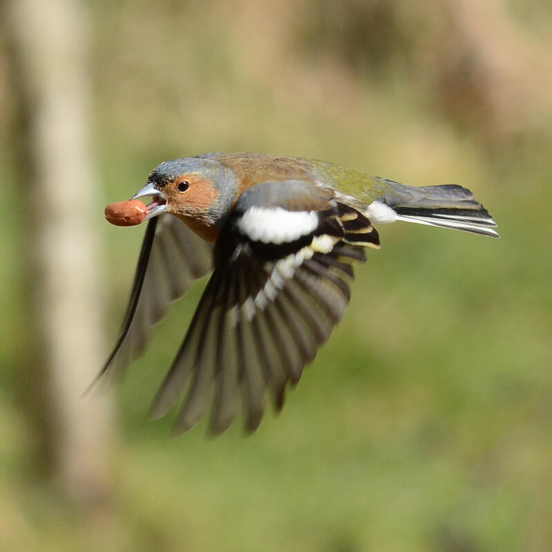 Foto av en bokfink med en nøtt i nebbet som er i flukt