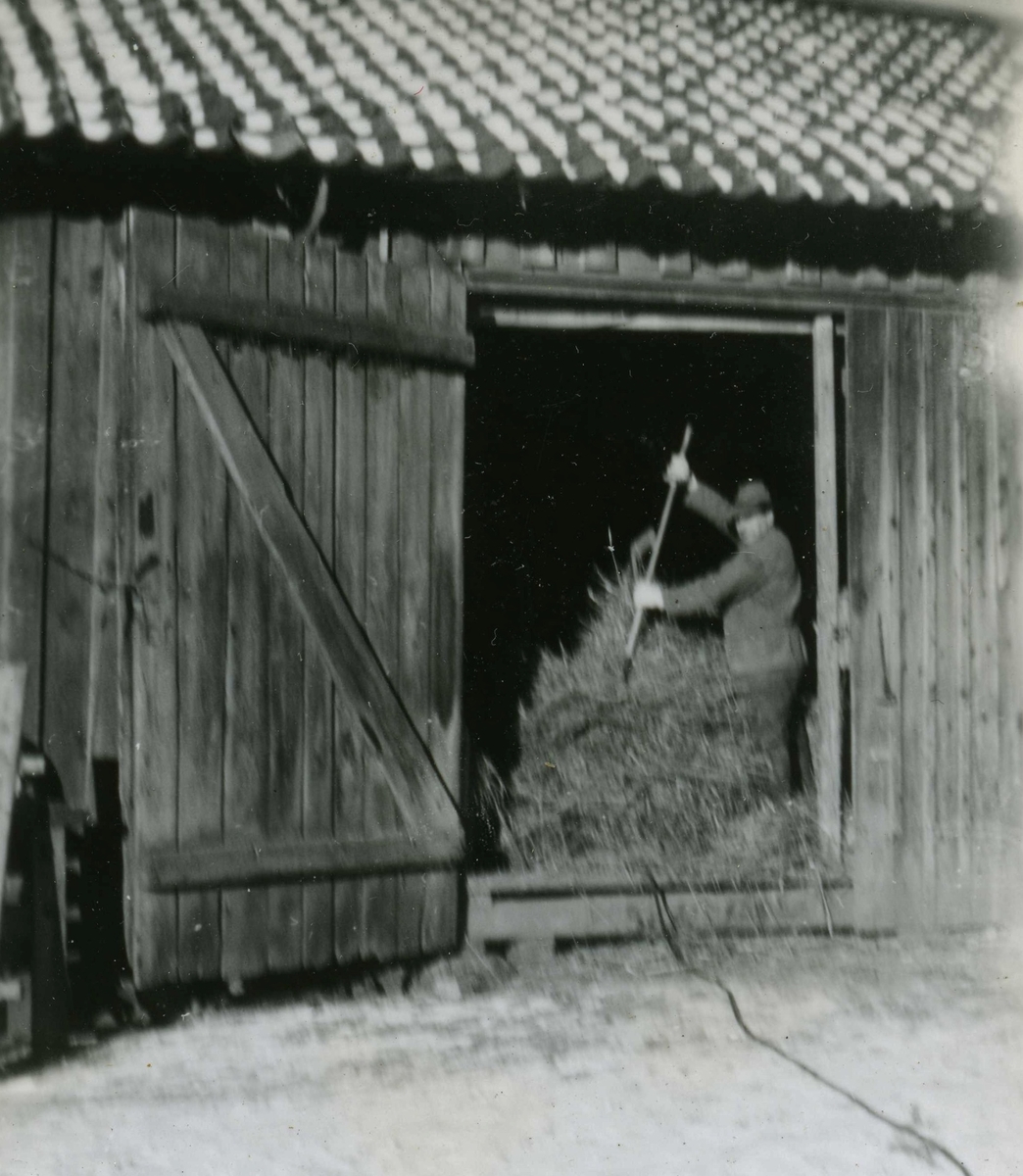 Erik Bengtsson (1899 - 1991) arbetar med hö i ladan, Heljered Sörgård "Skräddarns" 1950-tal. Erik, född 1899 i Dammkärr Tulebo, ägde och brukade gården tillsammans med hustrun Margot.
