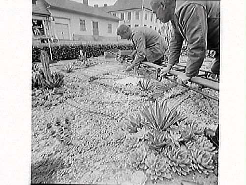 Tidningsartikel: "Kaktusplanteringen i Järnvägsparken". Fem bilder som visar olika moment vid planteringen av kaktusarna. Årets mönster var "Musiksommar" och stadsträdgårdsmästare vid tiden var Nils Gustavsson.
Bilderna är publicerade i Hallands Nyheter, 1969-06-03.