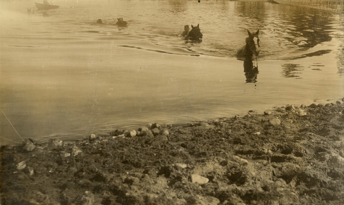 Soldater från Kavalleriskolan simmar med häst.