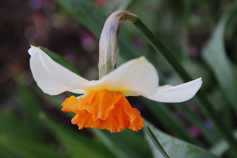 Narcissus 'Dick Wellband' (Foto/Photo)