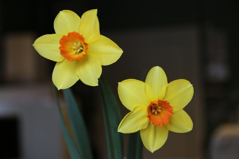 Narcissus 'Red Cross'? (Foto/Photo)