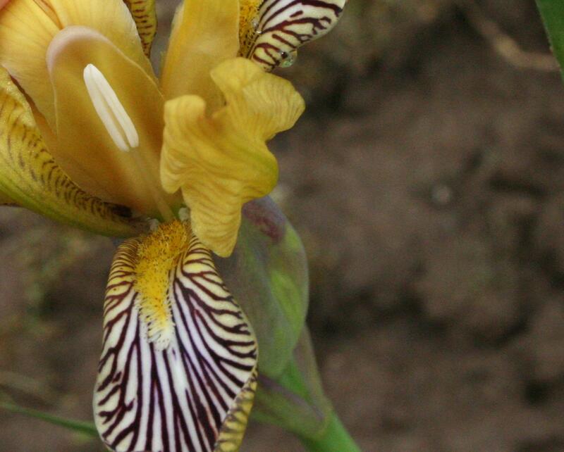 Iris variegata i Pruhonice - pollenbærer og arr (Foto/Photo)