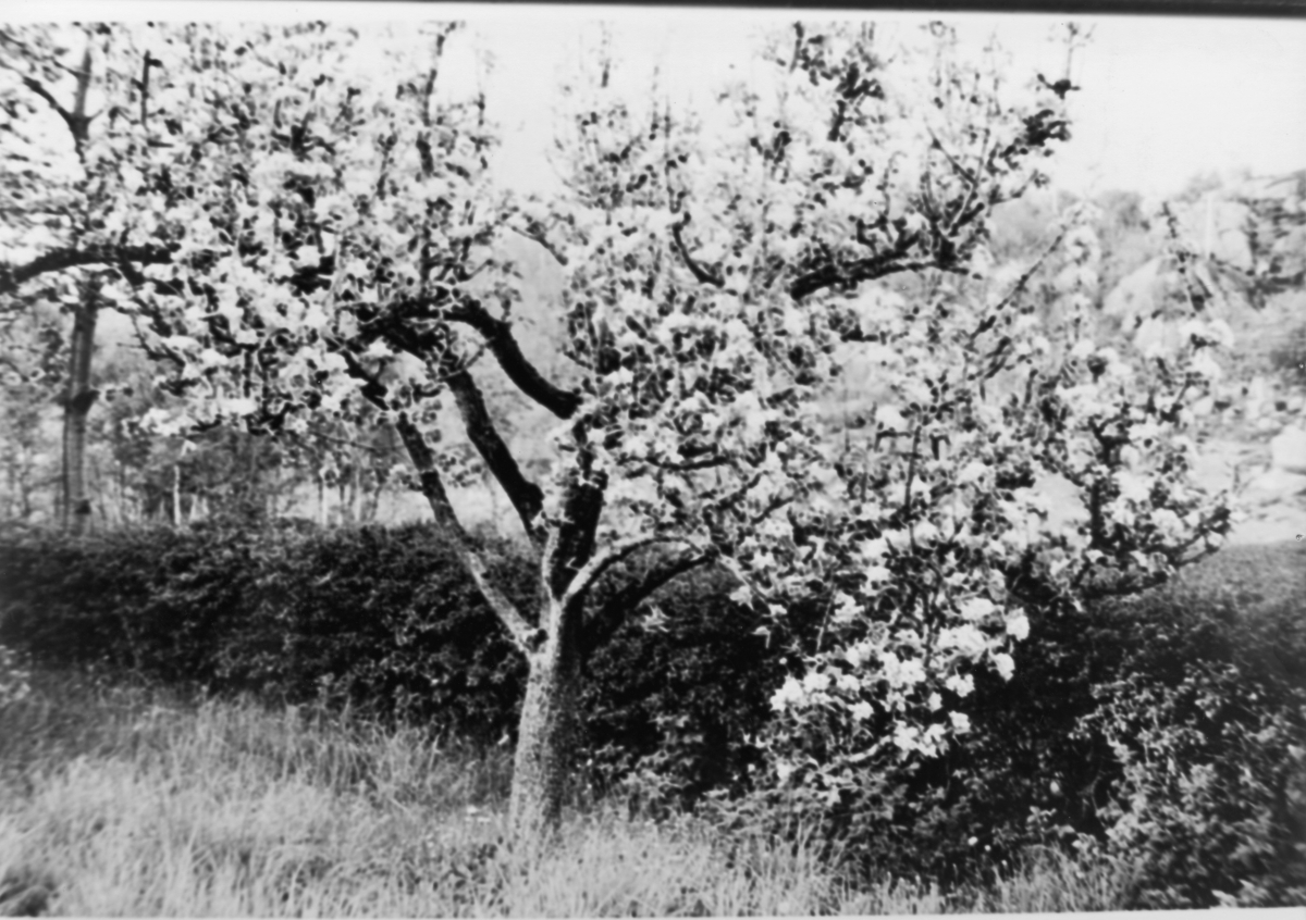 Frukttre i blomst, Lagård 19. mai 1946.