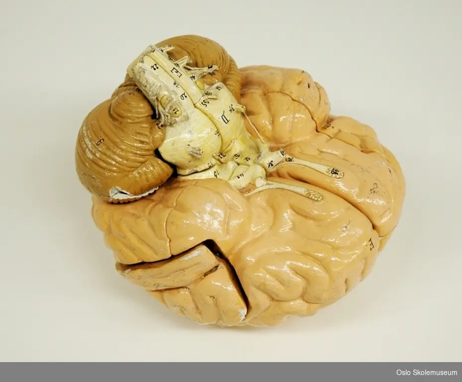 Undervisningsmodell av en hjerne med nummererte deler. Gjenstanden består av sju deler som er festet sammen med tynne metallstenger.