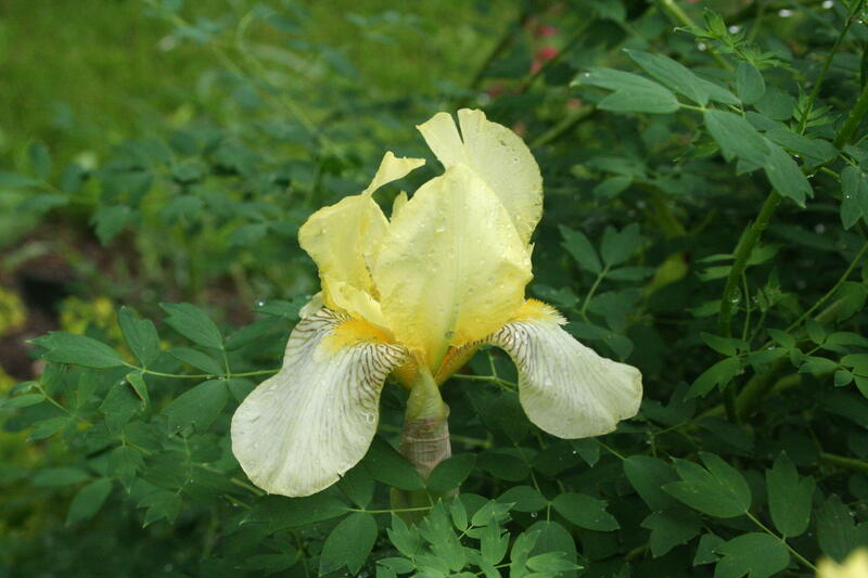 GH 2001 12 Iris 'Flavescens' (Foto/Photo)