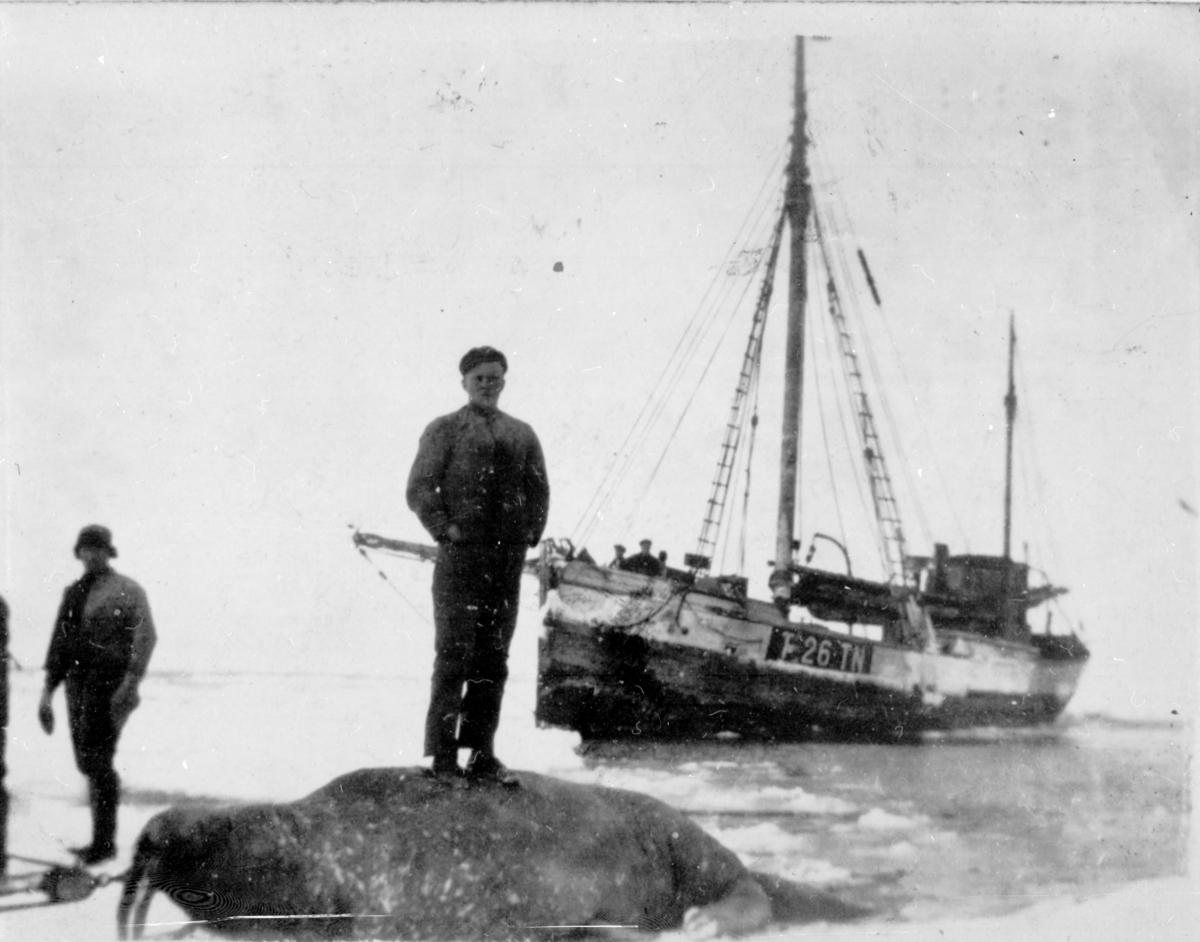 "Næstby" ved isen i Kvitsjøen. 1924 På ryggen av hvalrossen, Asmund Andreassen.