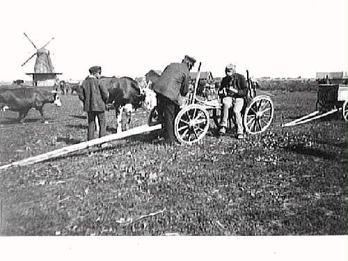 Kreatursmarknad i Morup. En pojke och ett par män är samlade vid en vagn med kor intill. I bakgrunden syns en väderkvarn.
