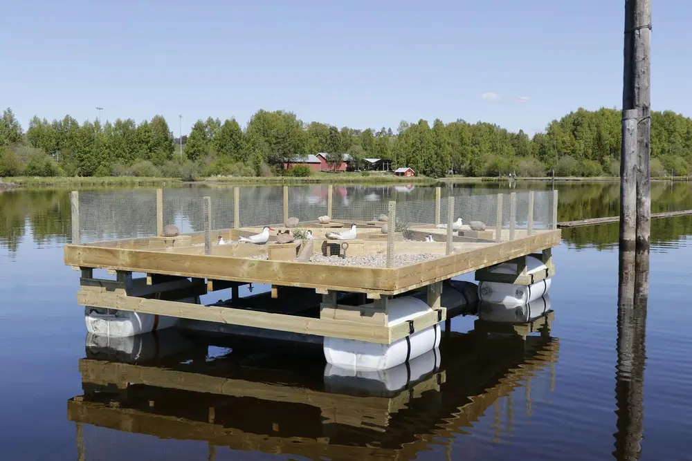 Foto av en makrellterne plattform som flyter på vannet slik at fuglene kan hekke der