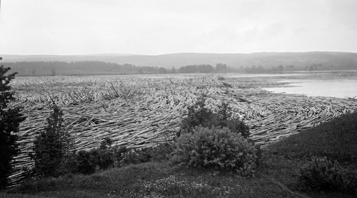 Store mengder tømmer i vann. Glomma ved Bingen, Sørum, Akershus.
