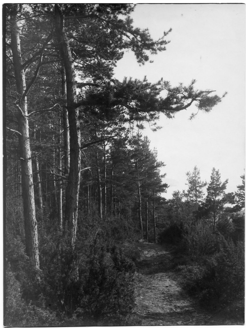 En stig/vandringsled kantad av tallskog till vänster på Grännaberget.