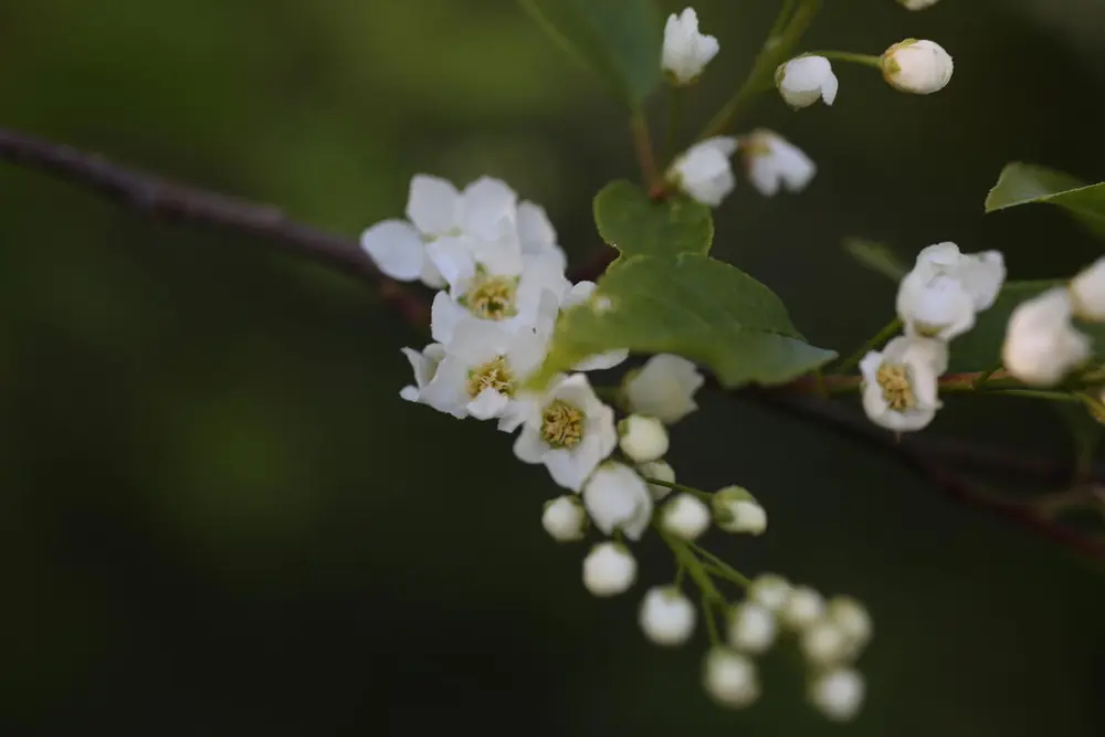 Hvite heggeblomster og -knopper.