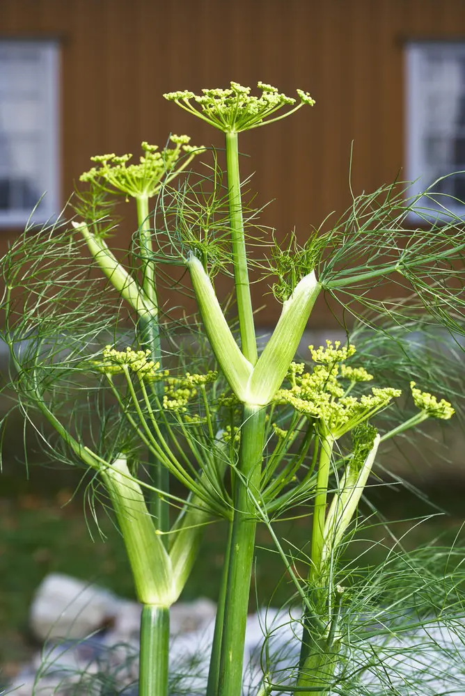 Dill. Historiske nyttevekster