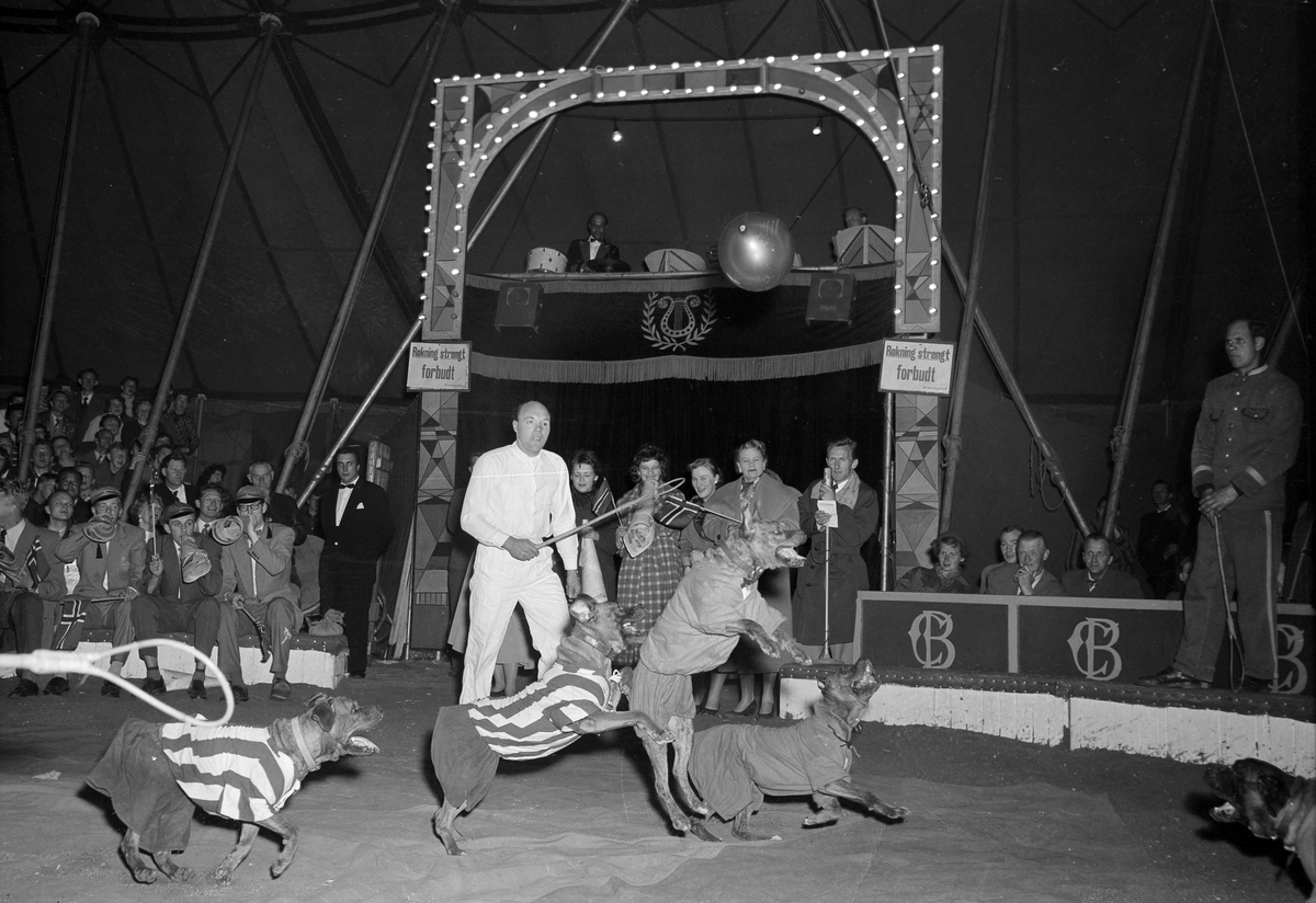 Cirkus Berny Nattiné