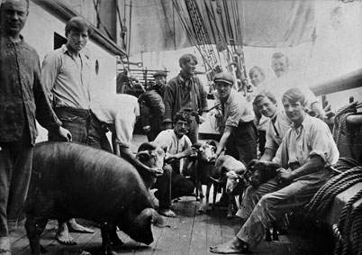 Mannskap på dekk, om bord på bark SONGDAL (bygget i 1885). Dyrehold.