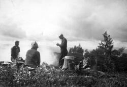 Molteplukking ved Ulsberg hausten 1941.