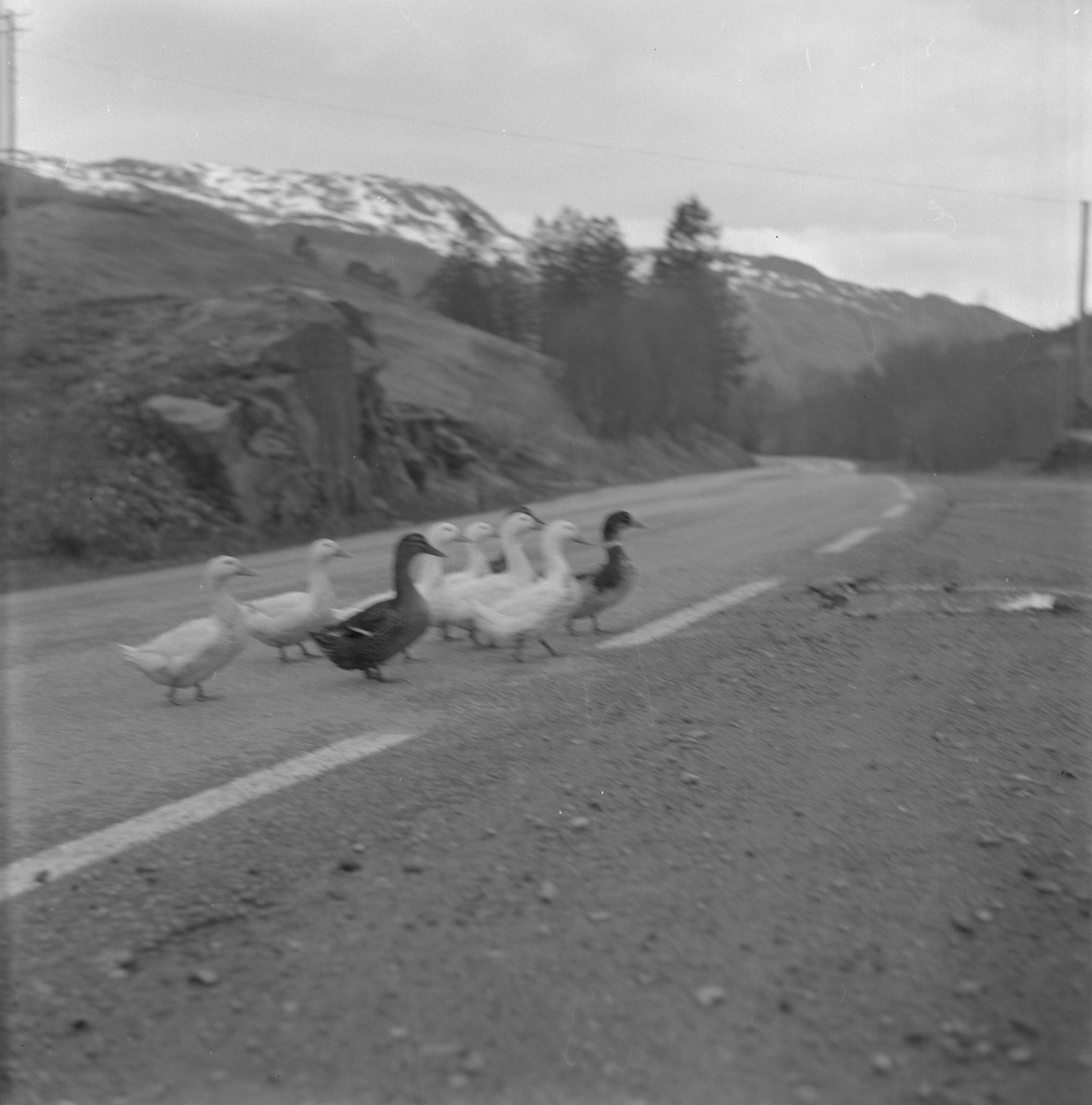 Ei gruppe ender som kryssar vegen i Stordalen i Etne, 1978.