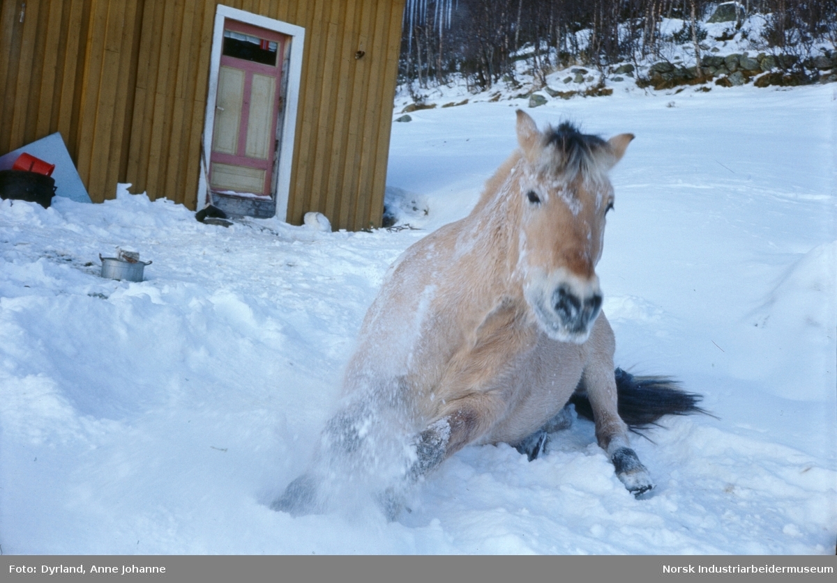 Hest ligger i snøen utendørs på gården Aust-Førnes, Møsstrond