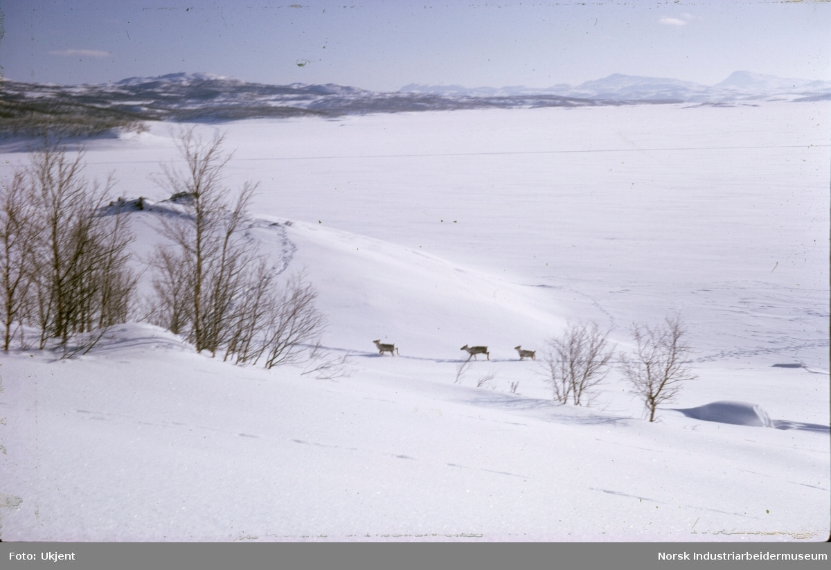 Tre reinsdyr ved et snø- og isdekt Møsvatn på gården Nord-Vågen, Møsstrond