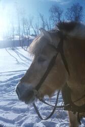 Hest med saltøy ute i snøen på Aust-Førnes