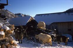 Geiter står på stabel med hogst ute i snøen på gården Øverbø