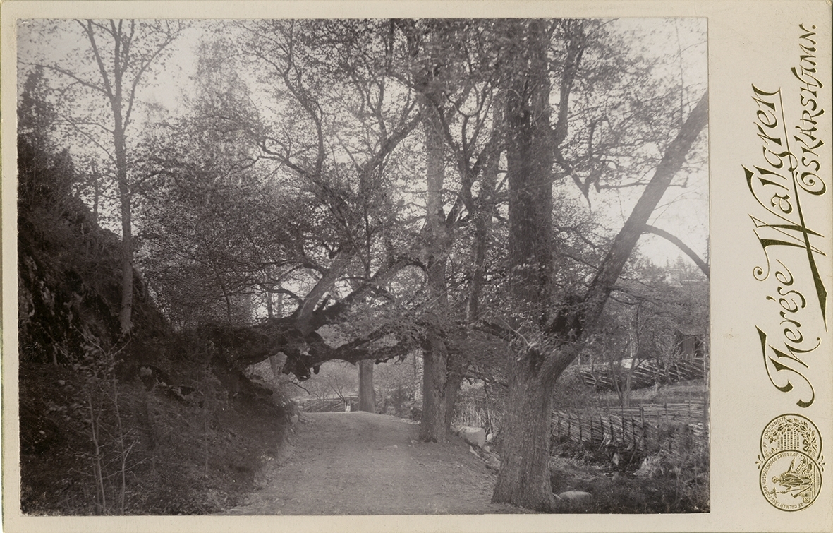 Landskap vid Norrby brunn. Hörn prägat med 1899. Ett träd hänger över vägen.